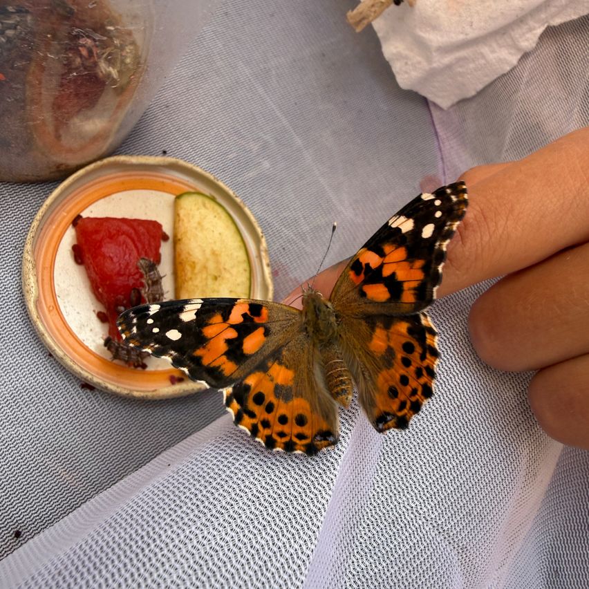 Ein Schmetterling mit orangefarbenen und schwarzen Flügeln und weißen Punkten ruht auf einem Finger über einem Teller mit Essen.