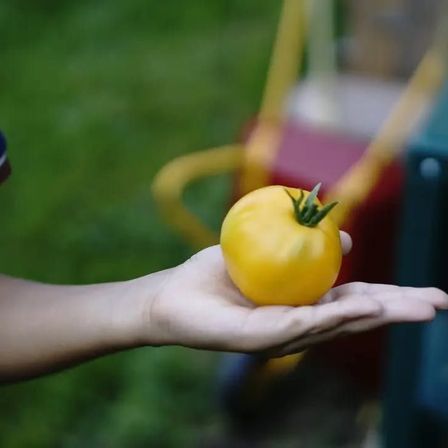 Bild enthält, Food, Fruit, Pear, Plant, Produce