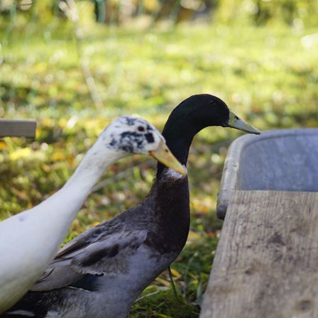 Bild enthält, Animal, Bird, Duck, Beak, Waterfowl, Mallard