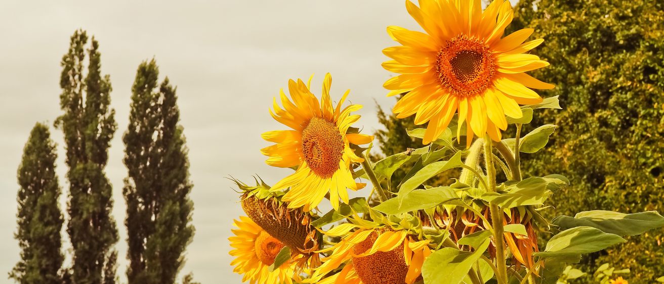 Ein Feld mit Sonnenblumen mit hellgelben Blütenblättern, grünen Blättern und braunen Zentren. Die Sonnenblumen sind hoch, und der Hintergrund zeigt einen klaren Himmel und einige Bäume.
