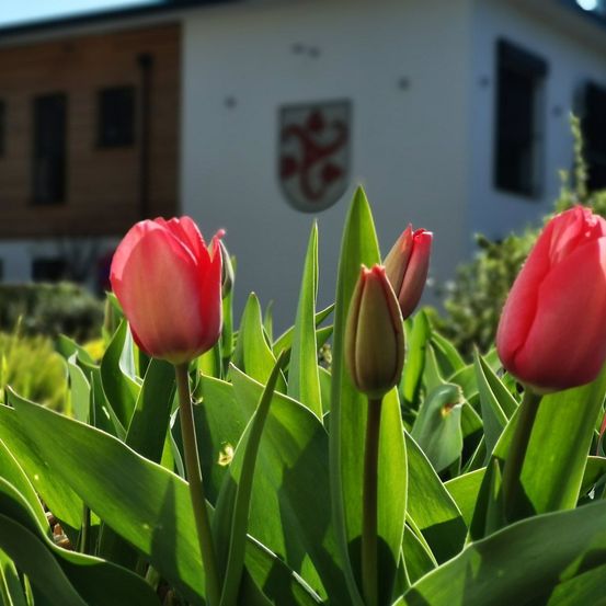 Ein modernes Haus mit einem roten Wappen steht hinter leuchtend roten Tulpen in voller Blüte. Die Tulpen haben üppige grüne Blätter, und die Sonne bescheint sie.