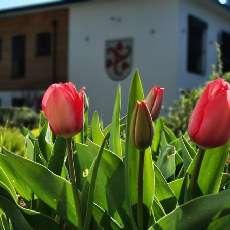 Eine Nahaufnahme von roten Tulpen vor einem weißen Gebäude mit einem roten Emblem. Die Tulpen sind in voller Blüte, einige haben ungeöffnete Knospen.