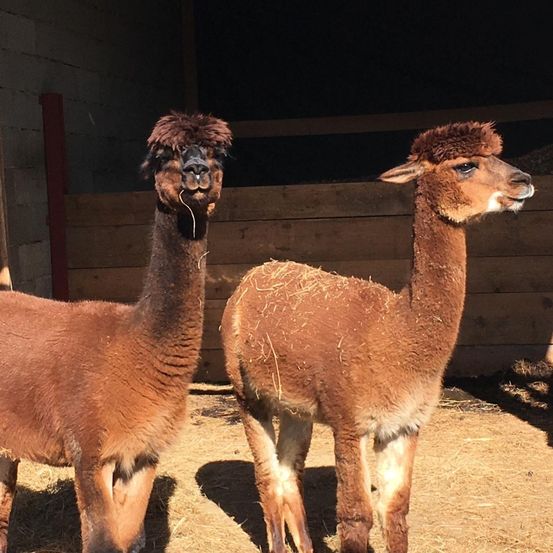 Bild enthält, Animal, Antelope, Mammal, Wildlife, Llama, Kangaroo