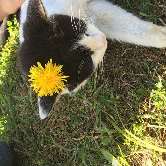 Bild enthält, Grass, Flower, Petal, Daisy, Herbal, Potted Plant, Portrait, Green, Grassland, Lawn