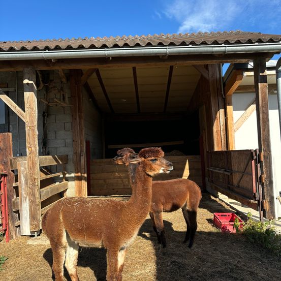 Bild enthält, Animal, Mammal, Antelope, Wildlife, Outdoors, Nature, Llama, Architecture, Building, Shelter