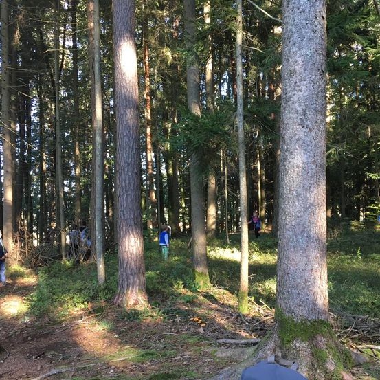 Bild enthält, Grove, Land, Tree, Vegetation, Woodland, Wilderness, Path, Trail, Jungle, Walking