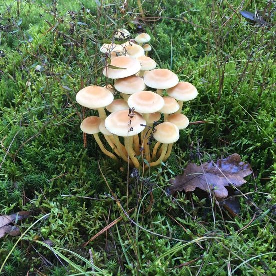 Bild enthält, Plant, Vegetation, Agaric, Amanita, Fungus, Mushroom
