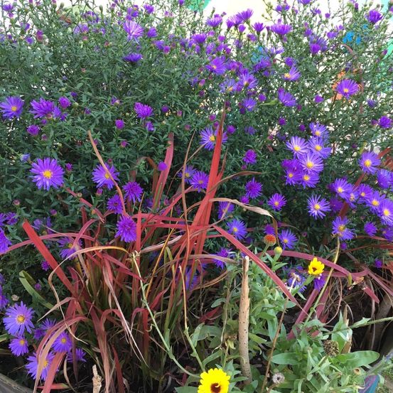 Bild enthält, Herbal, Purple, Vegetation, Potted Plant, Daisy, Flower, Planter, Geranium, Petal, Flax