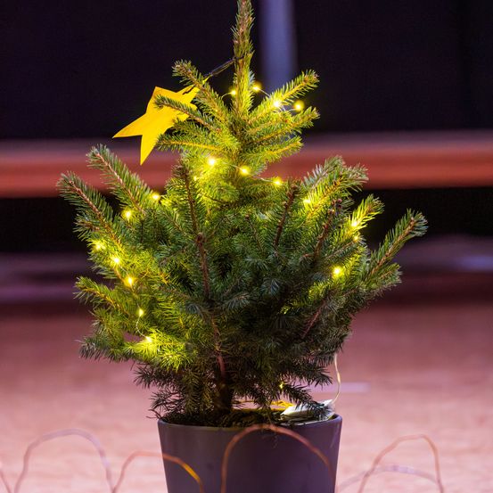 Bild enthält, Plant, Tree, Fir, Flower, Flower Arrangement, Potted Plant, Cookware, Pot