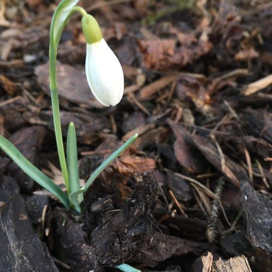 Bild enthält, Soil, Flower, Plant, Amaryllidaceae, Petal, Food, Fruit, Pear, Produce