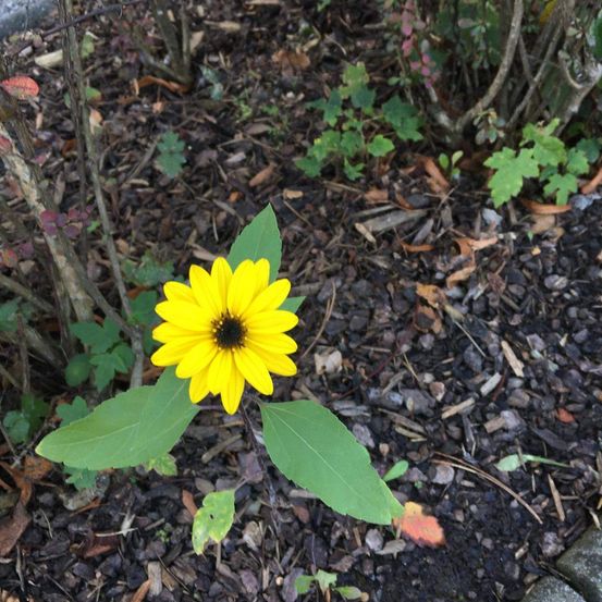 Eine einzelne gelbe Blume mit grünen Blättern steht in einem Garten mit verstreuten Blättern und Mulch.