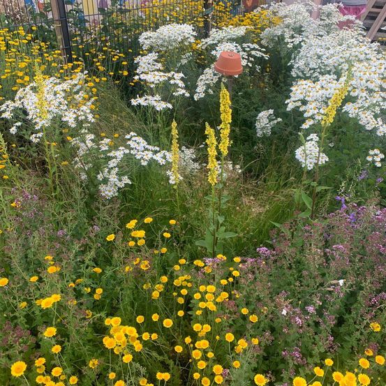Ein Garten voller verschiedener Blumen, einschließlich Gänseblümchen, gelber Ähren und lila Blüten, umgeben von einem Zaun. Ein Terrakottatopf ist zwischen den Blumen platziert.