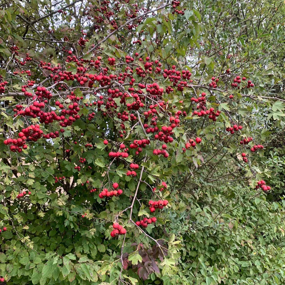 Ein Baum mit roten Beeren und grünen Blättern.