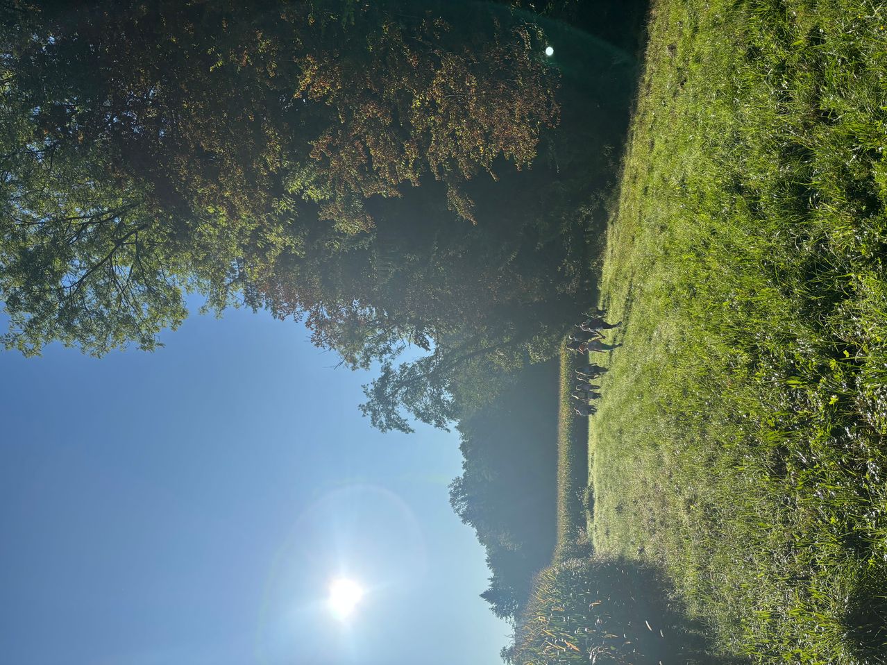 Eine Gruppe von Menschen läuft durch ein saftiges grünes Feld unter einem hellen Sonnenschein, mit einem klaren blauen Himmel darüber.
