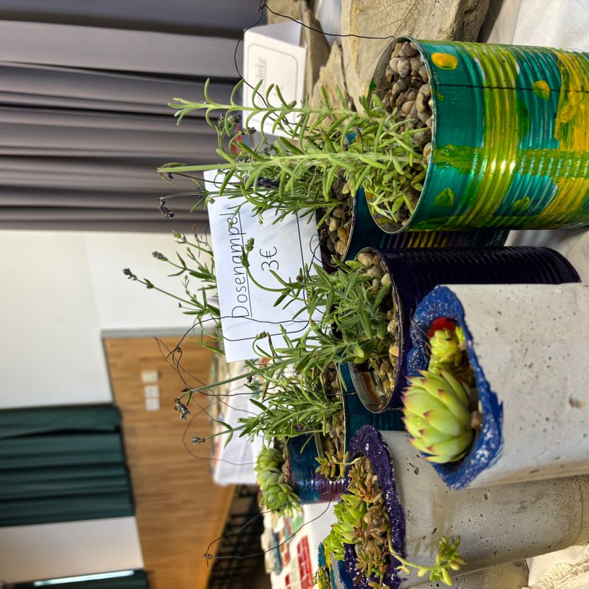 Eine Sammlung von Topfpflanzen in bunten recycelten Dosen, die auf einem Regal ausgestellt sind. Die Pflanzen umfassen einen grünen Sukkulenten und Kräuter. Schilder mit dem Wort 'Drosenkamp' und einem Preis von 3€ sind sichtbar.