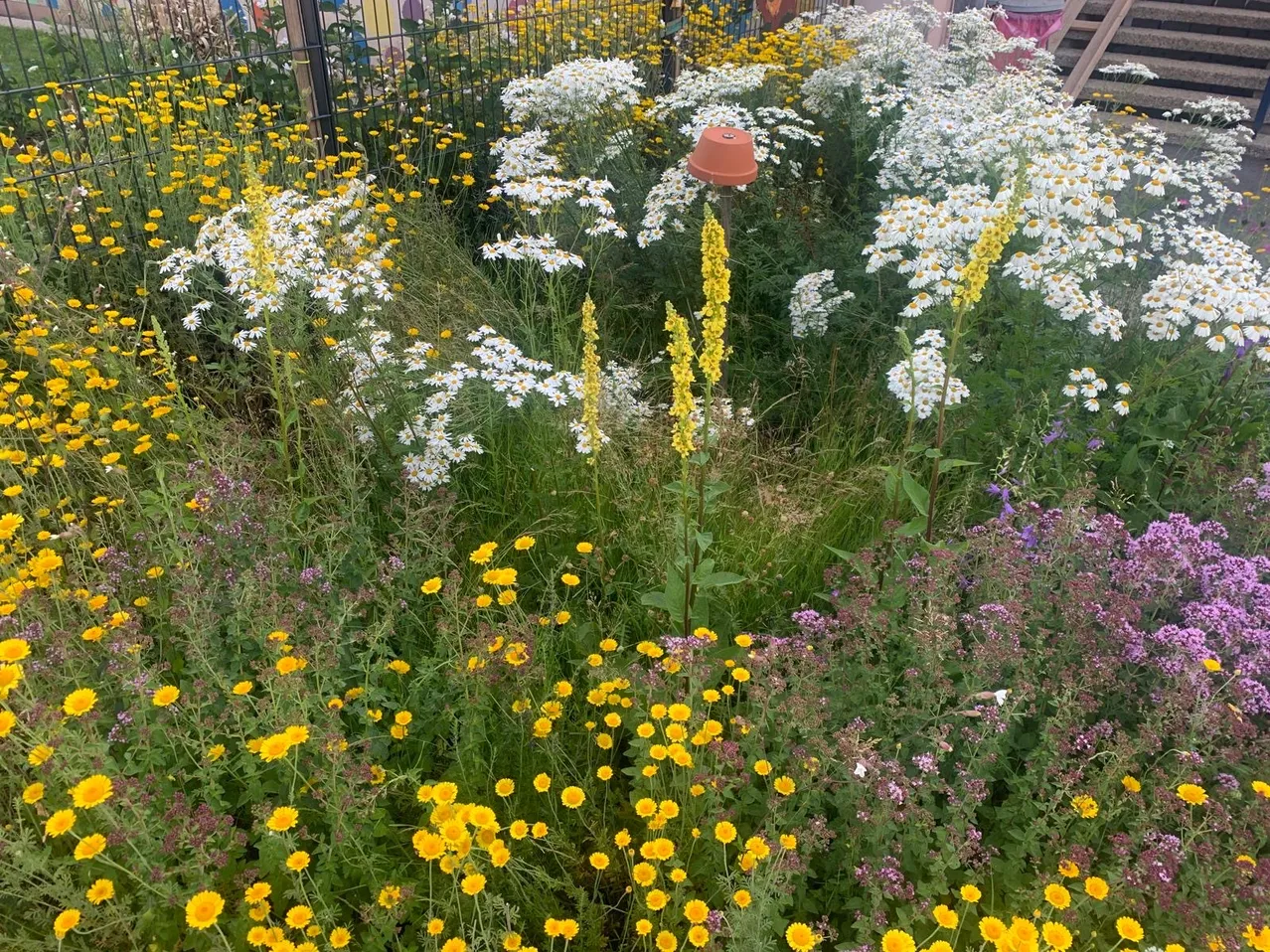 Ein Garten voller verschiedener Blumen, einschließlich weißer Kamillen, gelber Blumen und hoher gelber Spitzen, vor einem Zaun.