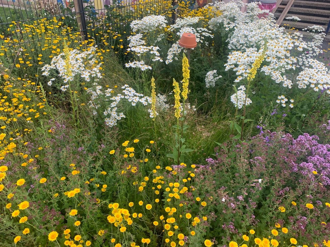 Ein Garten voller verschiedener Blumen, einschließlich weißer Kamillen, gelber Blumen und hoher gelber Spitzen, vor einem Zaun.