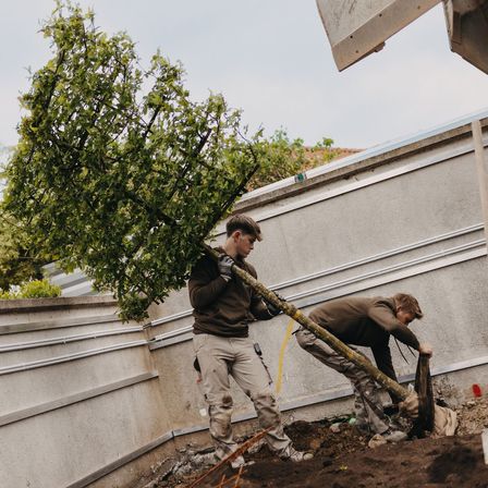Zwei Männer pflanzen einen Baum im Garten. Ein Mann hält den Baum, während der andere ein Loch gräbt. Dahinter befindet sich eine Betonmauer.