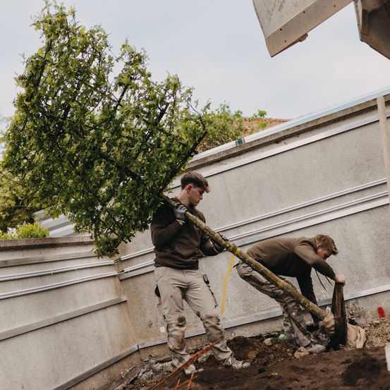 Zwei Männer pflanzen einen Baum im Garten. Ein Mann hält den Baum, während der andere ein Loch gräbt. Dahinter befindet sich eine Betonmauer.