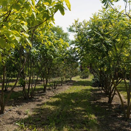 Eine Reihe junger Bäume mit leuchtend grünen Blättern steht in einem Muster gepflanzt und wirft Schatten auf den Boden. Zwischen den Bäumen befindet sich ein grasbewachsenes Feld.