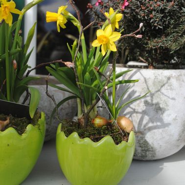 Bild enthält, Plant, Potted Plant, Flower, Flower Arrangement, Daffodil, Cookware, Pot, Person, Geranium
