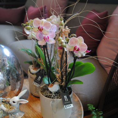 Bild enthält, Flower, Flower Arrangement, Plant, Flower Bouquet, Ikebana, Couch, Bird, Wood, Living Room