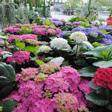 Bild enthält, Flower, Geranium, Plant, Garden, Nature, Outdoors, Petal, Flower Arrangement, Dahlia, Flower Bouquet