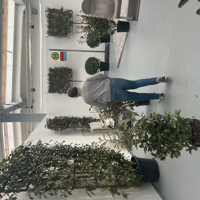 Bild enthält, Plant, Potted Plant, Adult, Male, Man, Person, Tree, Planter, Floor, Table