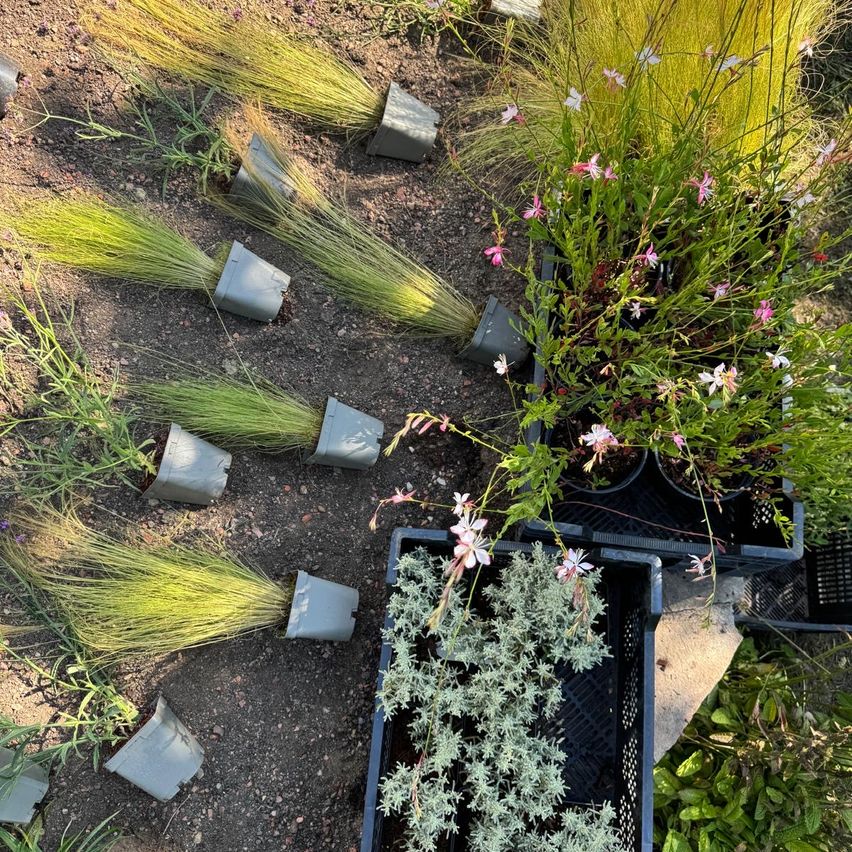 Ein Garten im Freien mit verschiedenen Topfpflanzen, darunter blühende, auf dem Boden und auf Kisten angeordnet. Einige Pflanzen haben lange, schlanke Blätter.