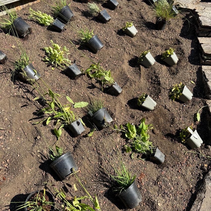Ein Garten im Freien mit verschiedenen Pflanzen in schwarzen Töpfen, die in einem Gittermuster auf dem Boden platziert sind, umgeben von Holzstufen.