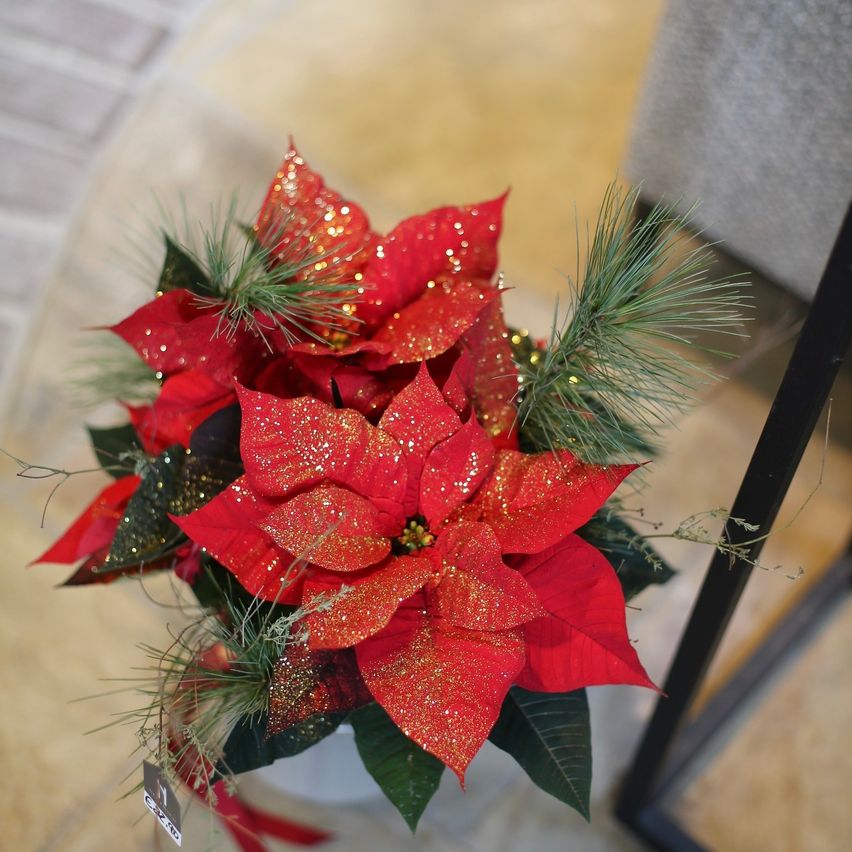 Ein Nahaufnahme eines leuchtend roten Weihnachtsstern-Arrangements, verziert mit goldenem Glitzer, grünen Blättern und Tannenzweigen, auf einer beigefarbenen Oberfläche mit einem schwarzen Rahmen.