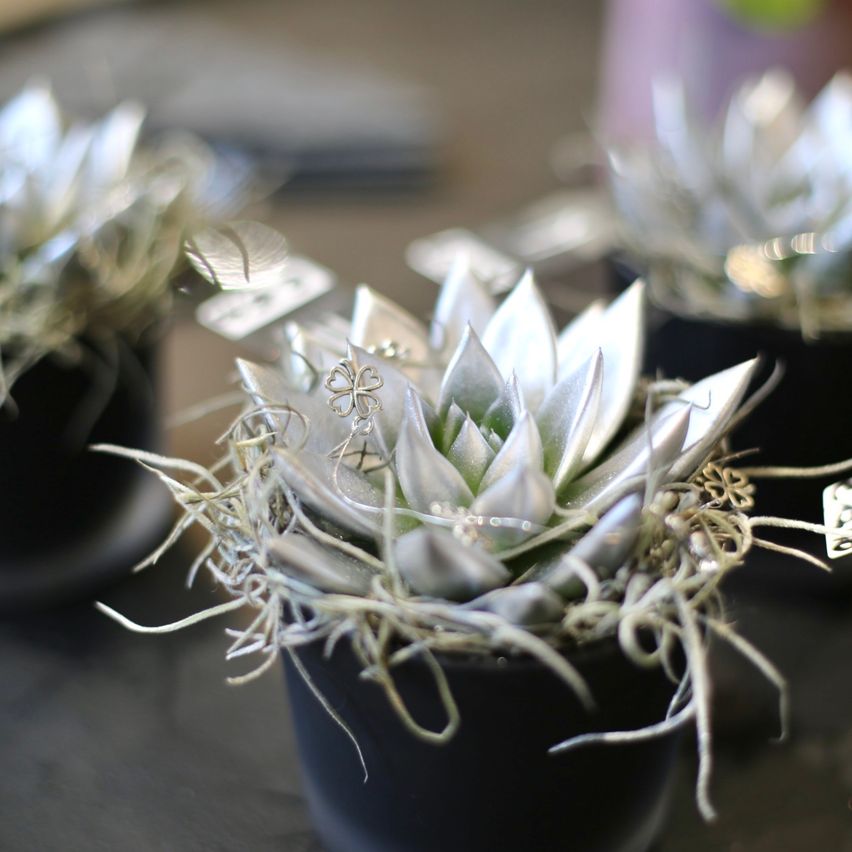 Eine Nahaufnahme einer kleinen Sukkulente in einem schwarzen Topf mit dekorativen silbernen Elementen und silbernen Federn, auf einer Holzoberfläche platziert.
