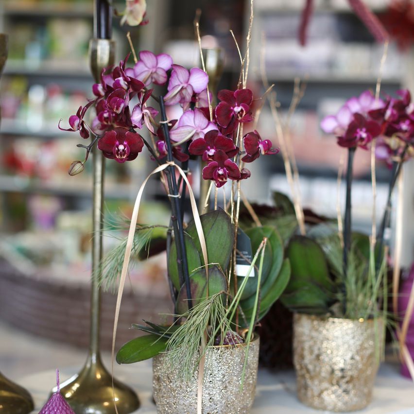 Drei Orchideen mit lila Blüten in goldenen Vasen sind auf einem Tisch in einem Geschäft angeordnet. Die Blüten haben grüne Blätter.