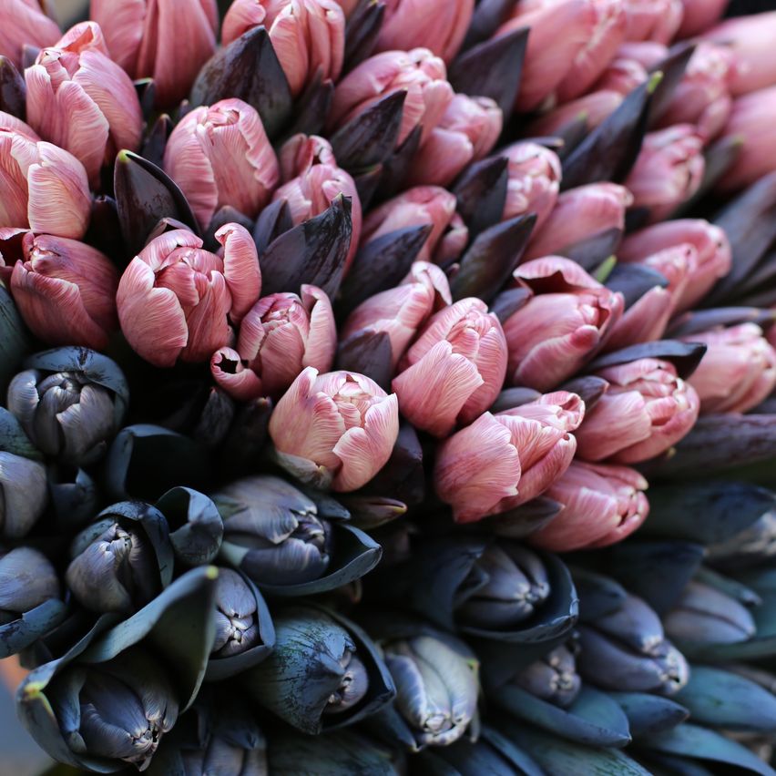 A close-up view of a vibrant bouquet of pink and purple tulips, some in full bloom and others in bud form, showcasing their layered petals and intricate details.