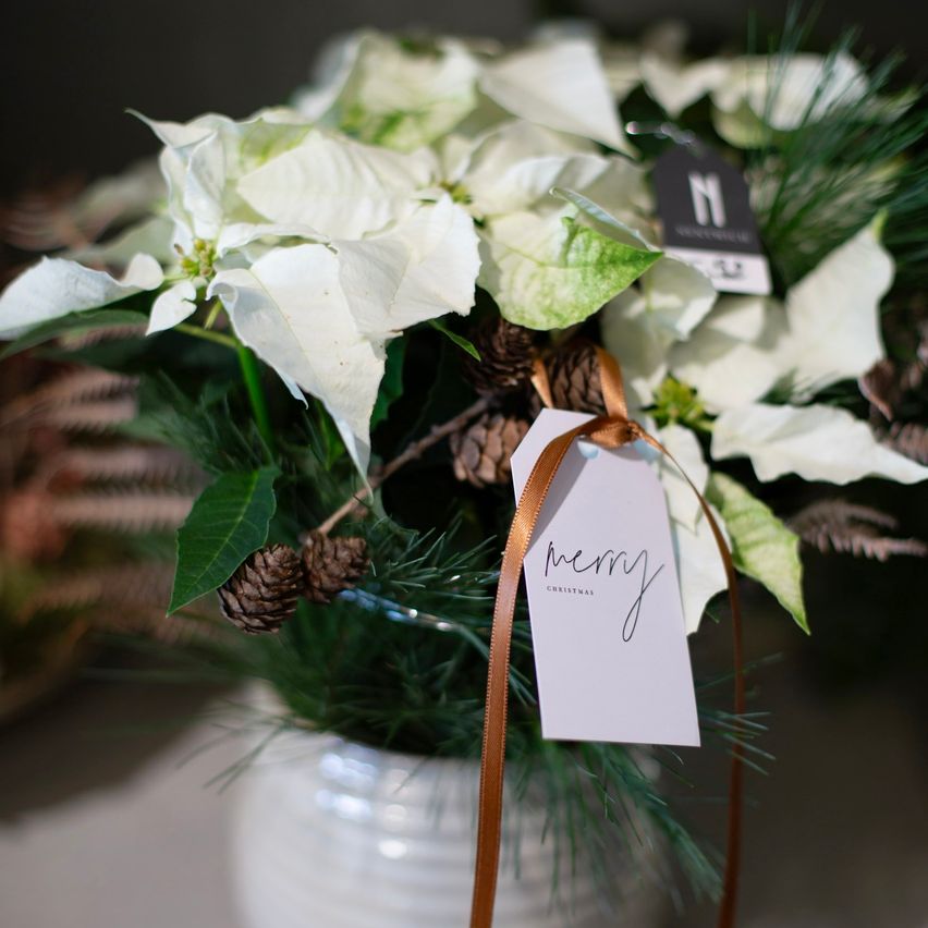 Ein weißer Keramikvase enthält ein Weihnachtsarrangement mit weißen Christsternen, grünen Blättern und Tannenzapfen. Ein Schild mit der Aufschrift 'Frohe Weihnachten' ist mit einem braunen Band befestigt.