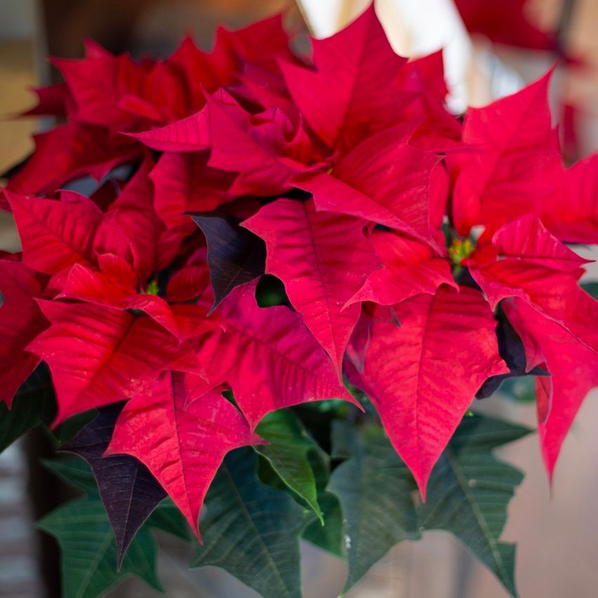 Ein Nahaufnahme einer leuchtend roten Weihnachtssternpflanze mit üppigen grünen Blättern und leuchtend roten Hochblättern. Die Pflanze steht in einem Metallvase.