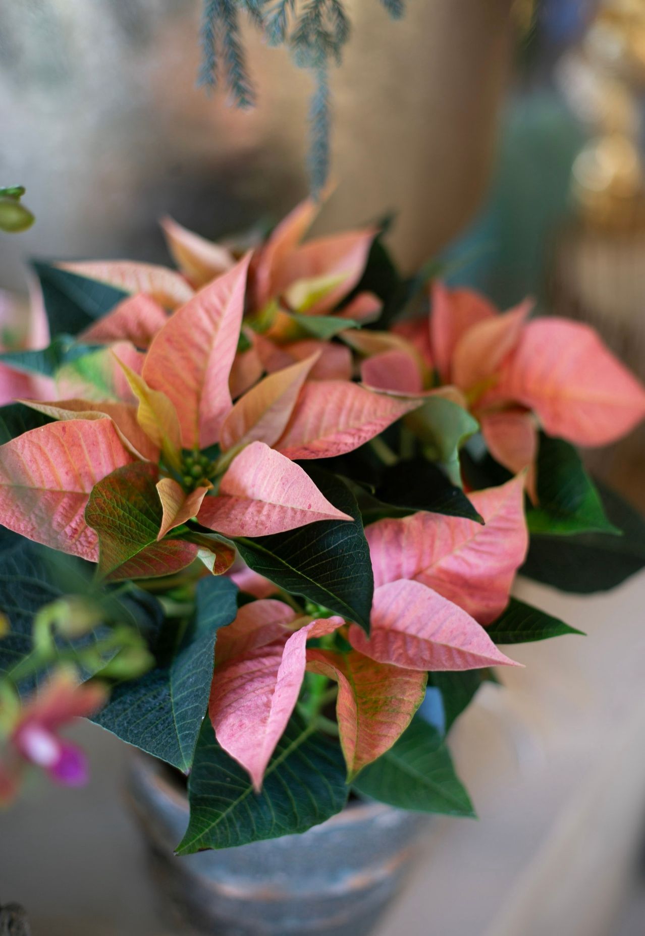 Eine Nahaufnahme einer rosa Poinsettia-Pflanze mit leuchtend pinken Hochblättern und dunkelgrünen Blättern, vor einem verschwommenen Hintergrund.