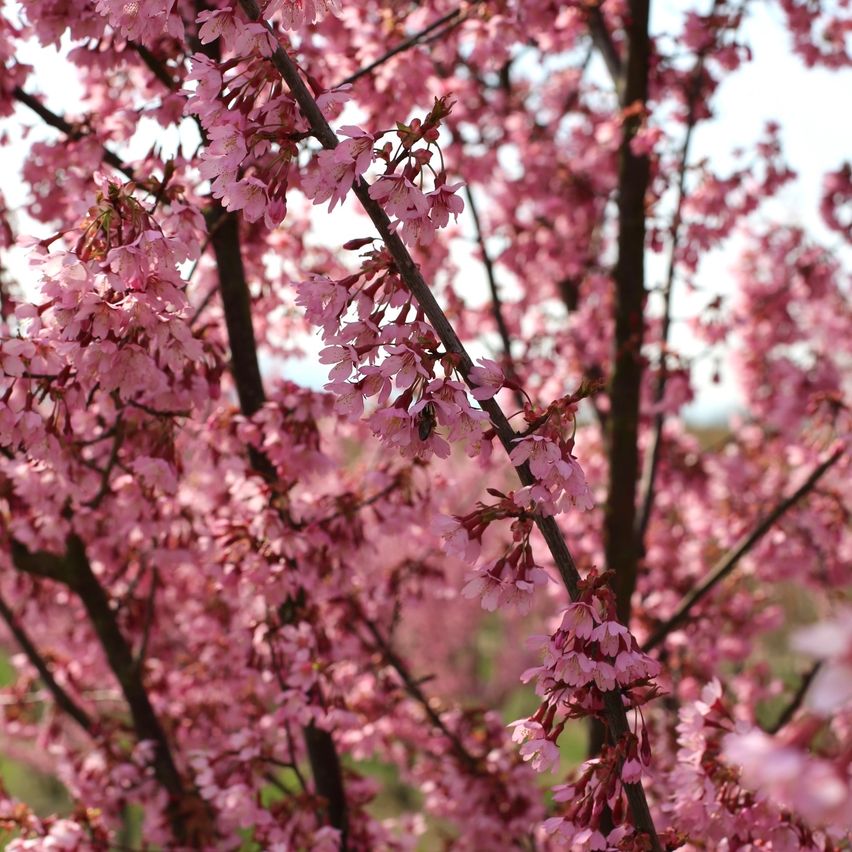 Eine Nahaufnahme eines Kirschblütenbaums mit rosa Blüten in voller Blüte vor einem unscharfen Hintergrund.