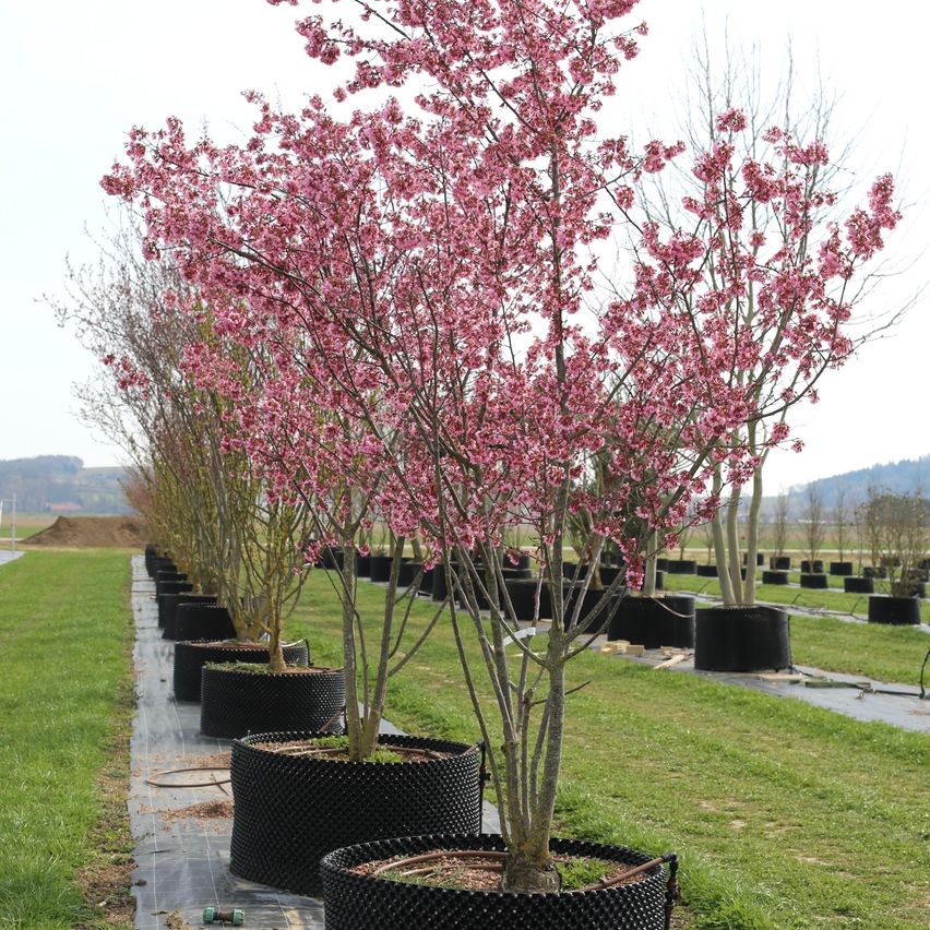Eine Reihe blühender Kirschbäume, in großen schwarzen Töpfen auf einem Rasenfeld gepflanzt, mit Bergen im Hintergrund.