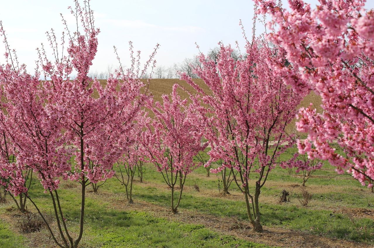 Ein Feld mit Kirschblütenbäumen in voller Blüte, mit rosa Blüten und grünem Gras unter einem klaren Himmel.