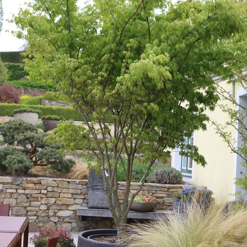 Ein üppig grüner Baum steht in einem Garten mit Steinmauern und einem gelben Gebäude im Hintergrund. Verschiedene Pflanzen und Sträucher sind umher gepflanzt.