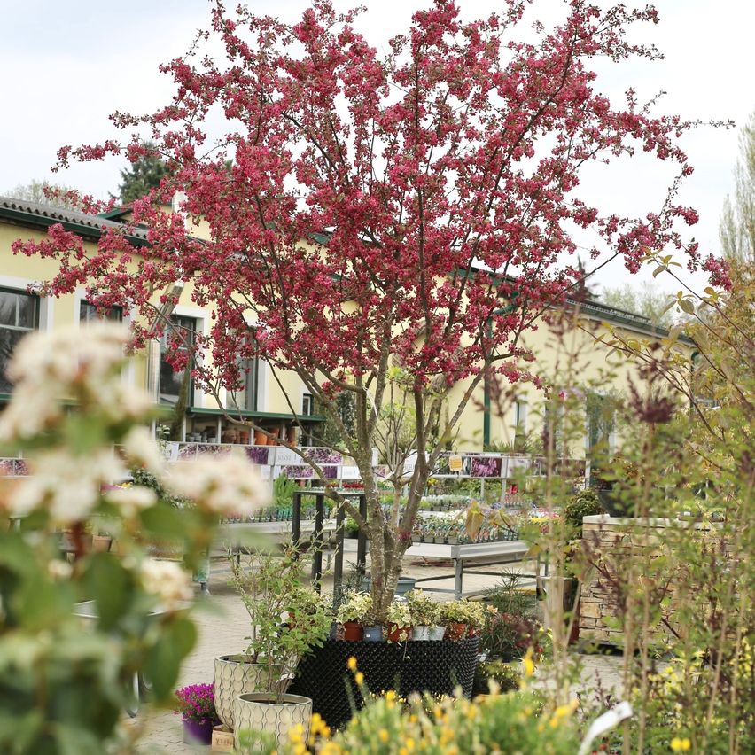 Ein kleiner blühender Kirschbaum mit leuchtend roten Blüten steht in der Mitte eines Gartens mit verschiedenen Topfpflanzen und Bäumen. Dahinter ist ein gelbes Gebäude mit Fenstern und einem Dach zu sehen.
