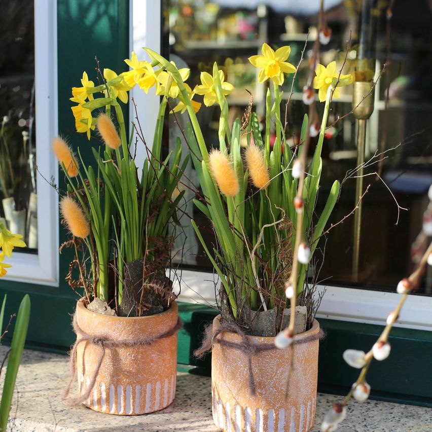 Zwei Tontöpfe mit gelben Narzissen stehen auf einer Fensterbank. Die Töpfe haben ein rustikales Design mit einem geflochtenen Seil darum.