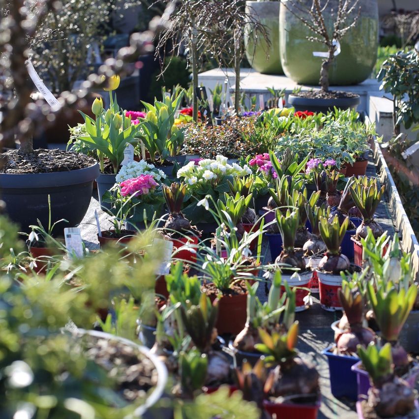 Ein Garten mit verschiedenen Topfpflanzen und Blumen, einschließlich Tulpen, Narzissen und anderen Frühlingsblumen, auf einer Betonoberfläche ausgestellt.