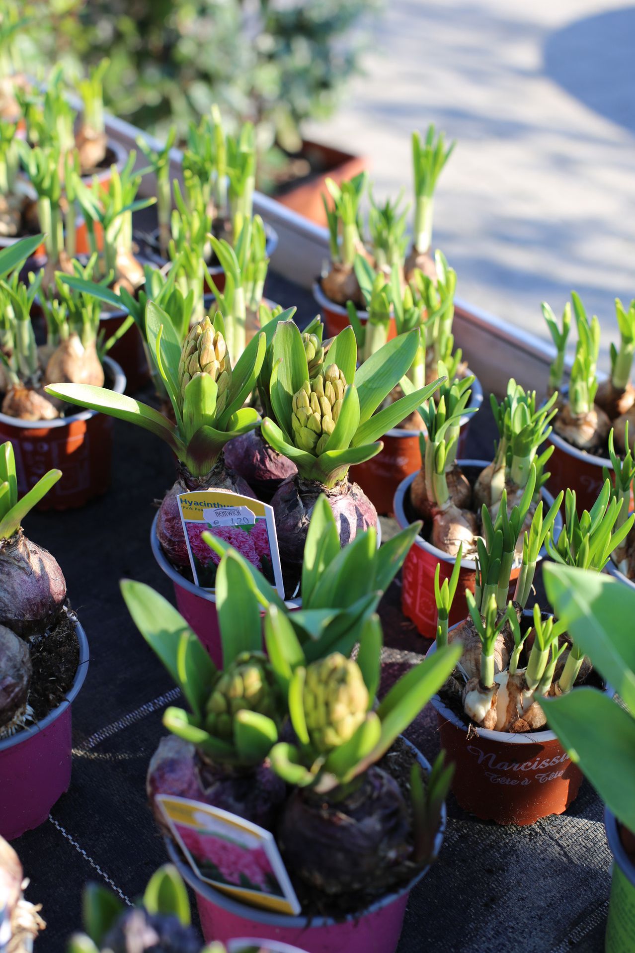 Eine Nahaufnahme mehrerer Topfhyazinthenpflanzen in verschiedenen Blühstadien. Die Pflanzen befinden sich in Töpfen in verschiedenen Farben.