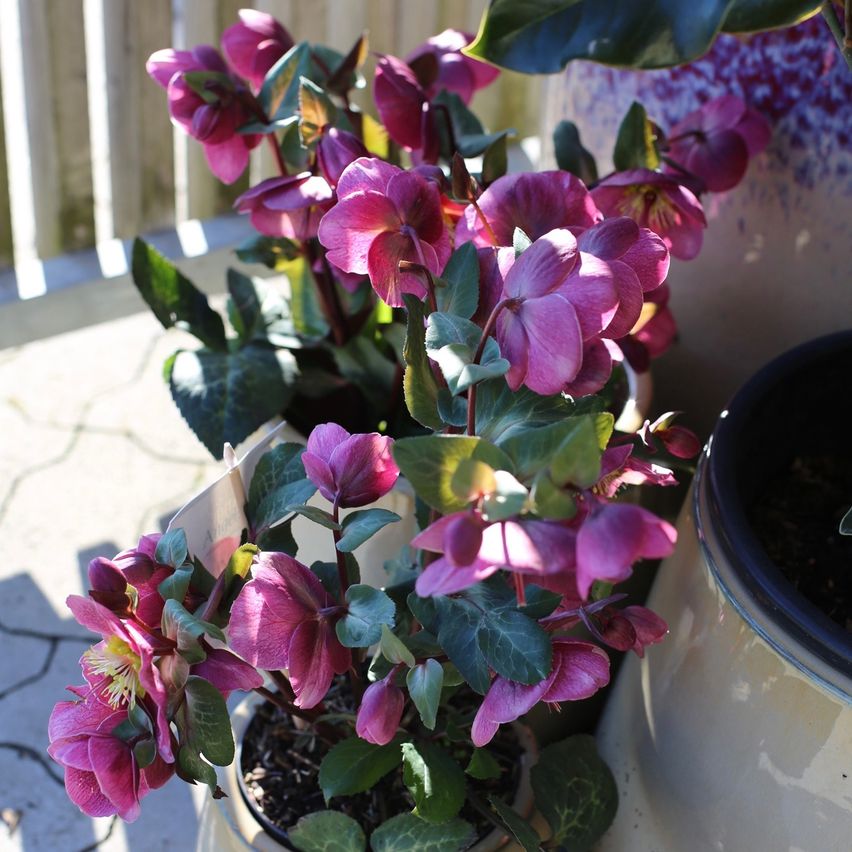 Eine Nahaufnahme einer Topfpflanze mit leuchtend rosa Blüten, umgeben von üppigen grünen Blättern. Die Pflanze steht auf einem gefliesten Boden mit einem Holzzaun im Hintergrund.