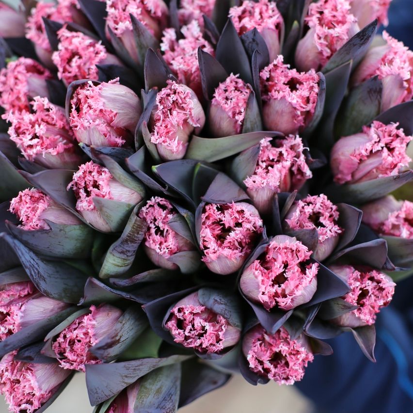 Ein Nahaufnahme-Blick auf einen lebhaften Strauß rosa Tulpen mit tiefpurpurnen Blättern, wunderschön arrangiert zur Präsentation.