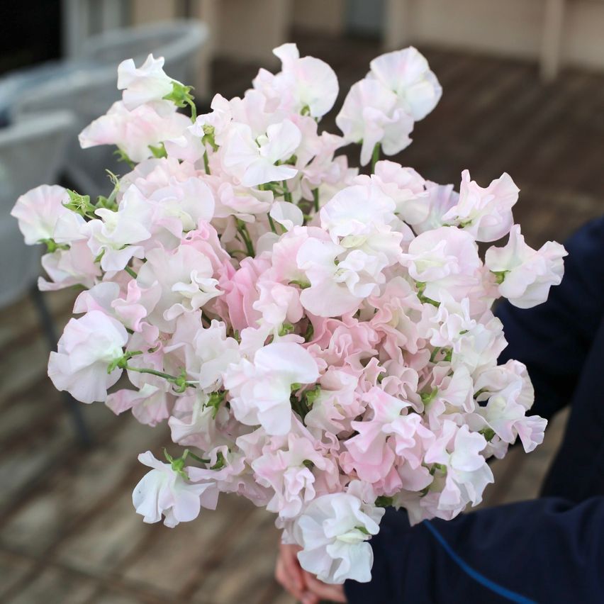 Eine Person hält einen Strauß aus rosa und weißen Erbsenblüten. Die Blumen haben eine Mischung aus Farben, wobei einige heller und andere dunkler sind.