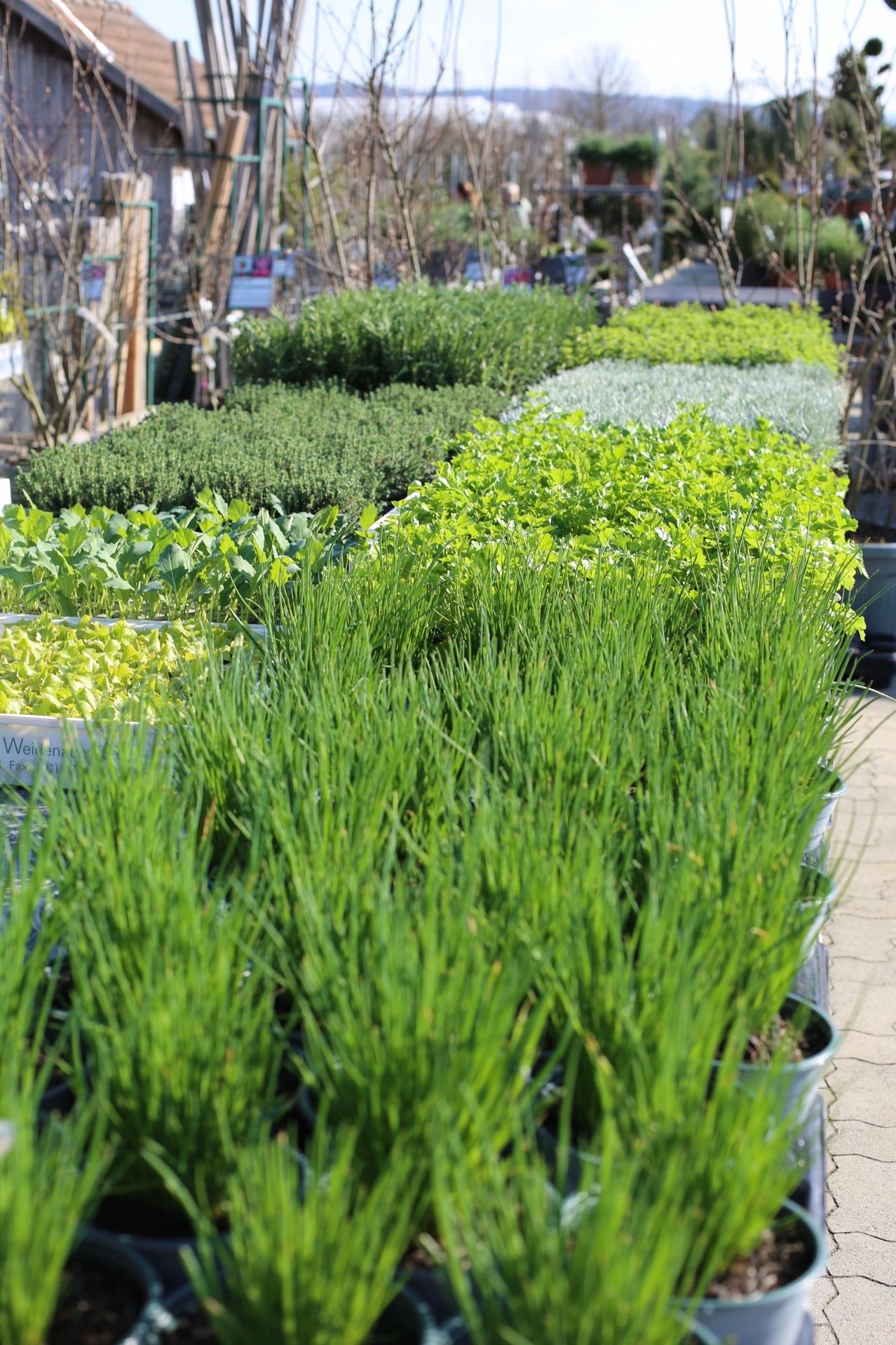 Ein Garten im Freien mit verschiedenen grünen Pflanzen in Töpfen, einschließlich Kräutern und Gräsern, auf einem gefliesten Boden ausgestellt.