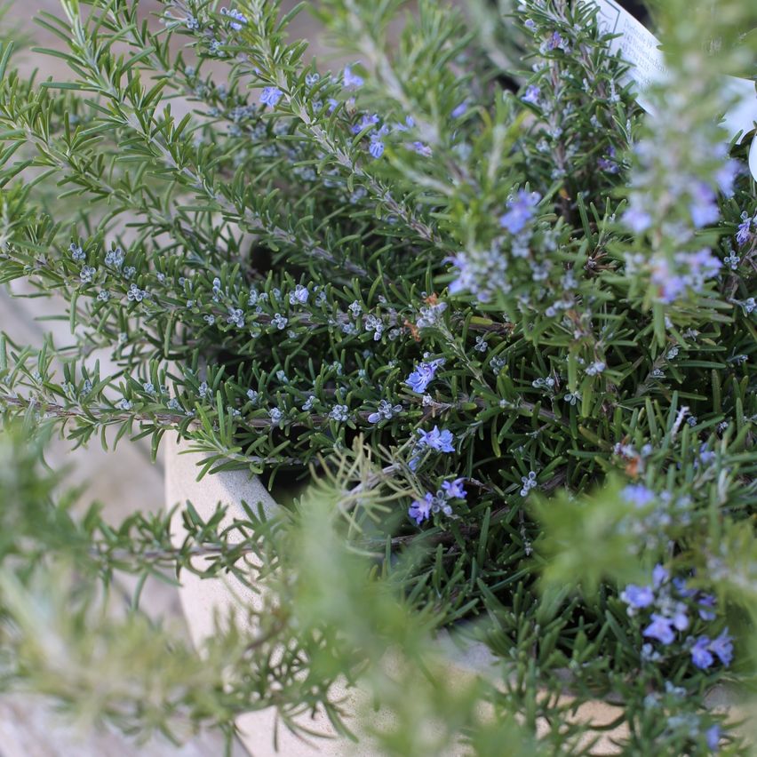 Eine Nahaufnahme einer Rosmarinpflanze mit grünen Blättern und blauen Blüten in einem beigen Topf auf einer hölzernen Oberfläche.